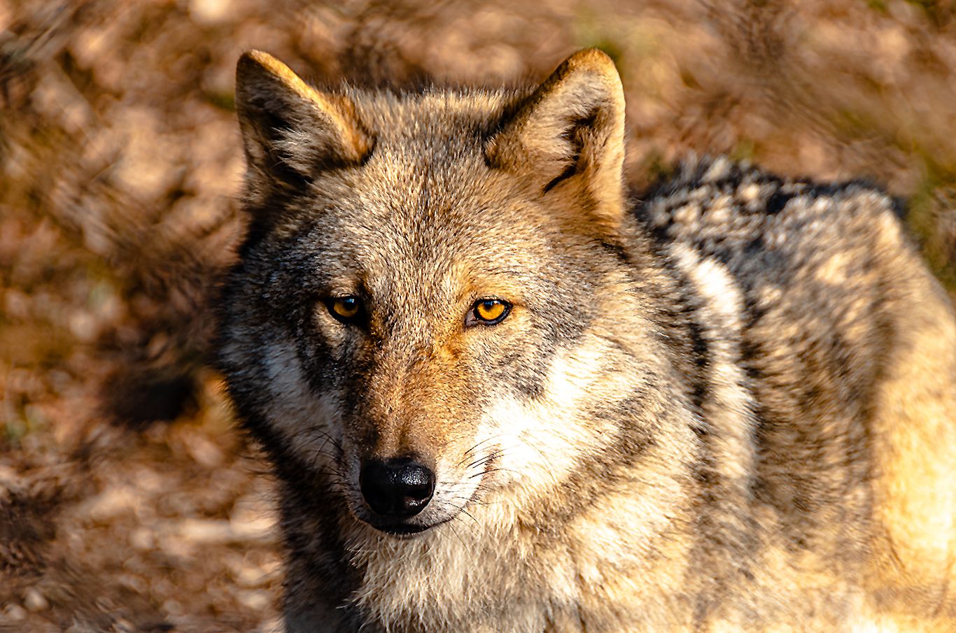 Wildpark Feldkirch Wolf